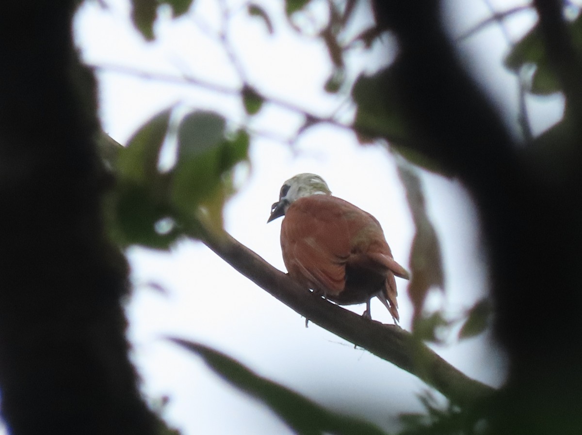 Three-wattled Bellbird - ML642832214