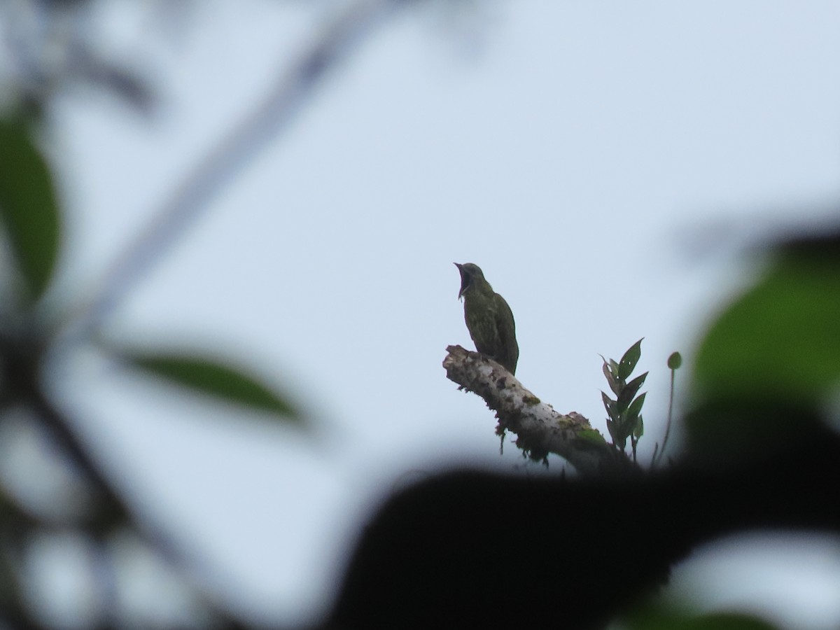 Three-wattled Bellbird - ML642832217