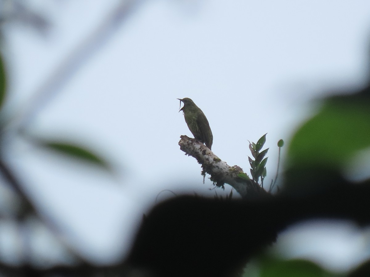 Three-wattled Bellbird - ML642832220