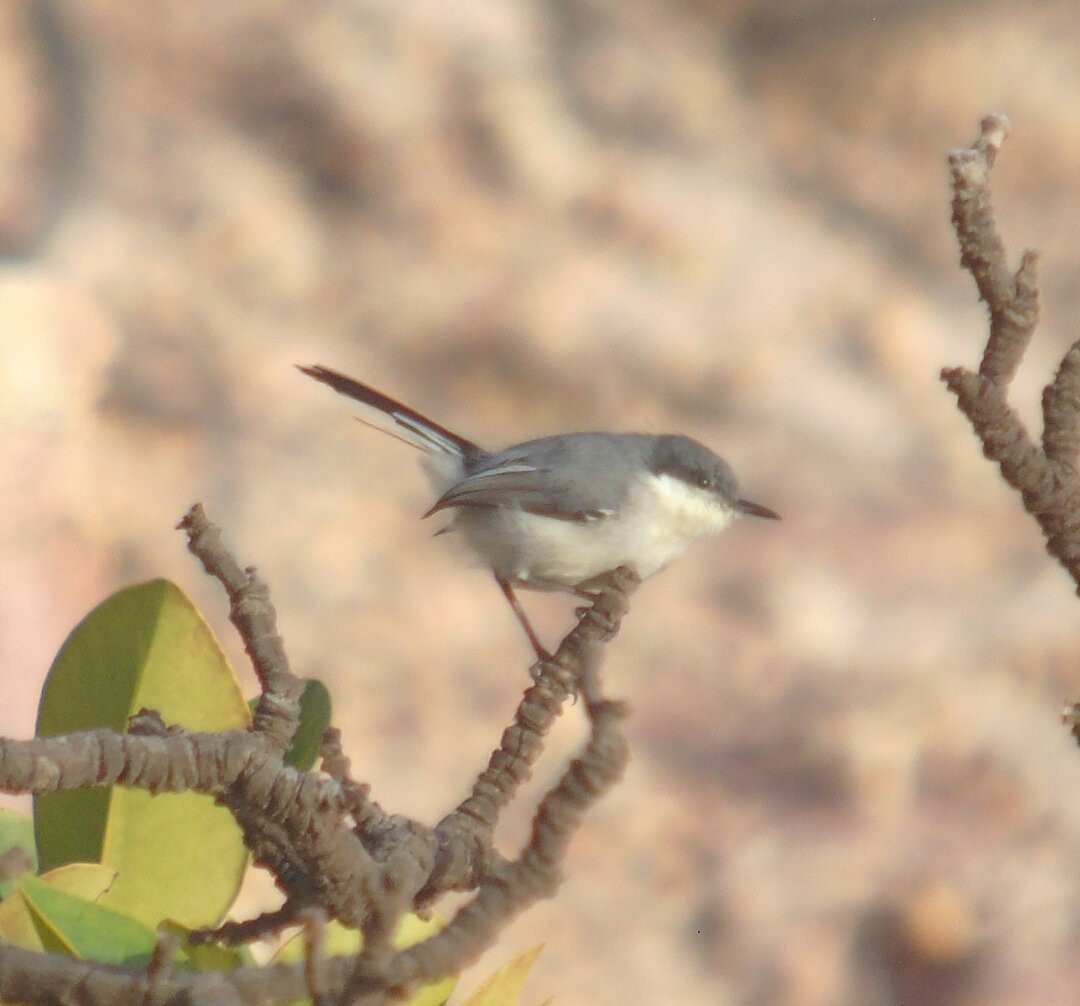 カオジロブユムシクイ（atricapilla） - ML642832221
