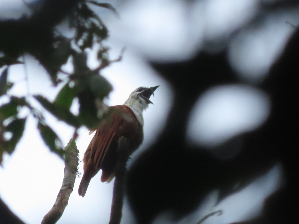 Three-wattled Bellbird - ML642832222