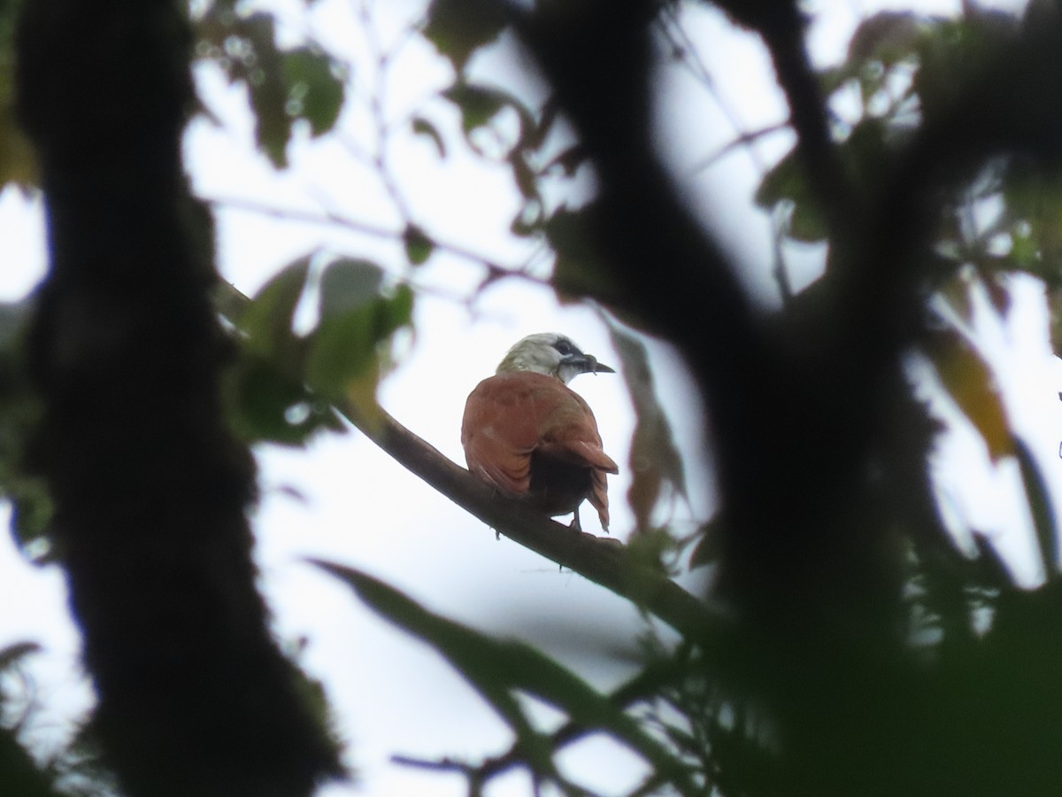 Three-wattled Bellbird - ML642832224