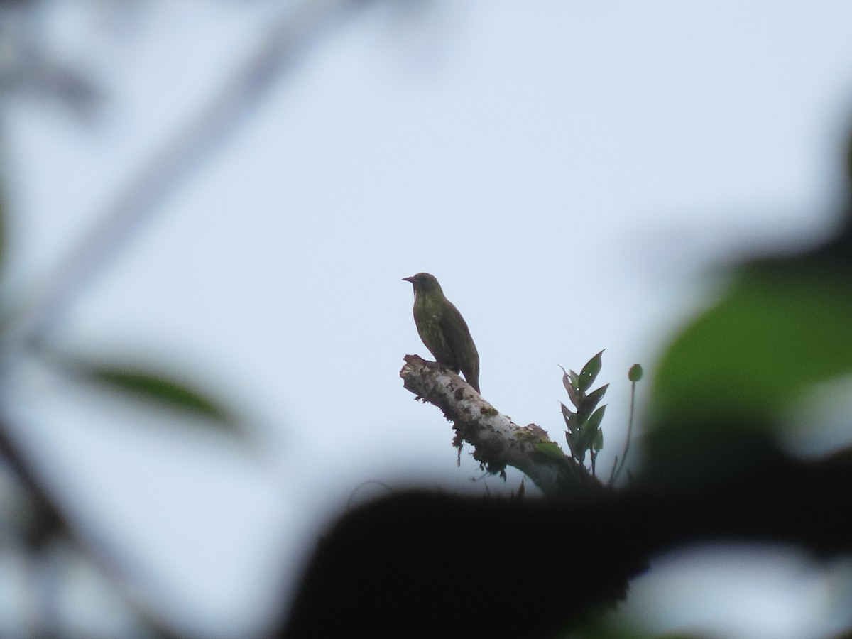 Three-wattled Bellbird - ML642832225