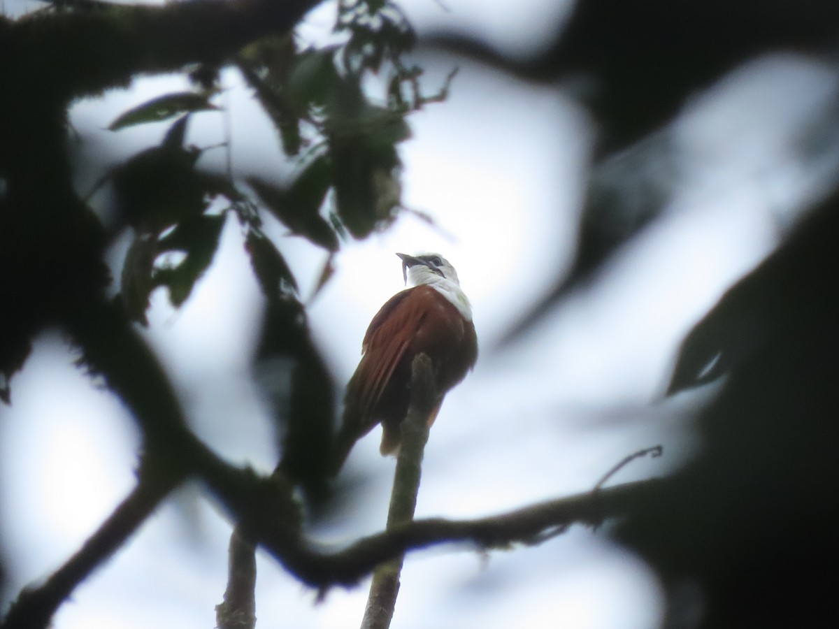 Three-wattled Bellbird - ML642832227