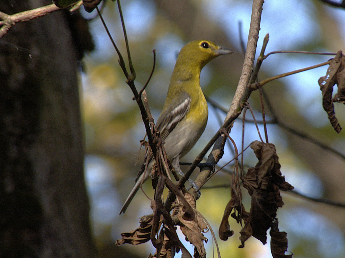 Yellow-throated Vireo - ML642832229