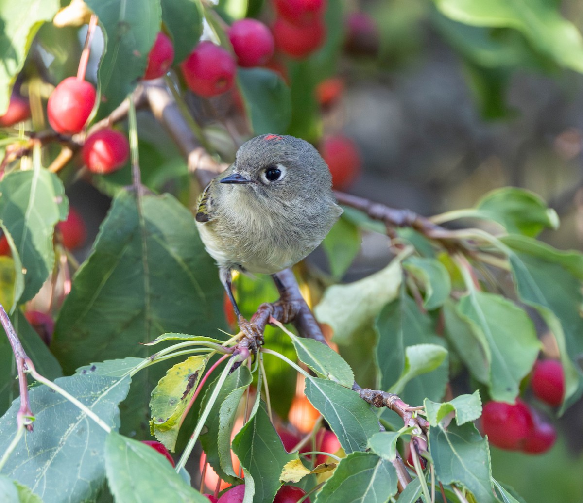 Ruby-crowned Kinglet - ML642832232