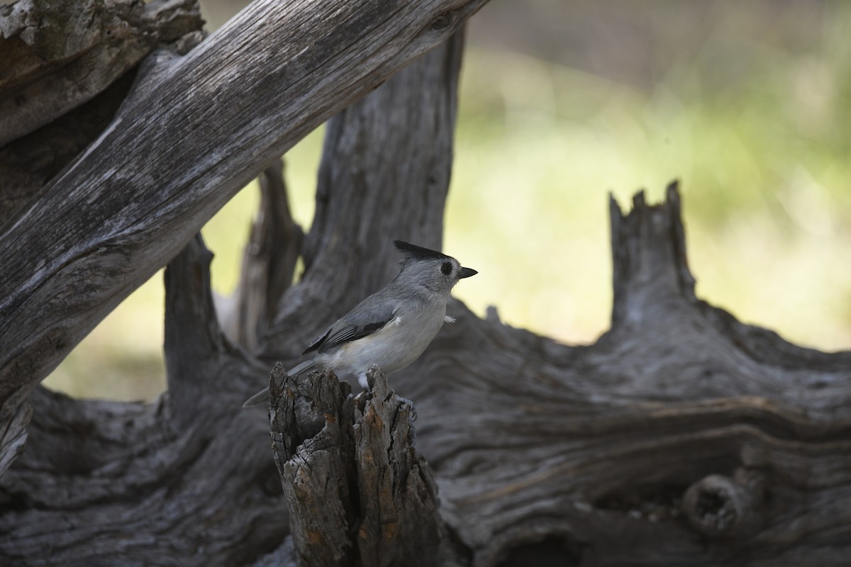 Black-crested Titmouse - ML642832234