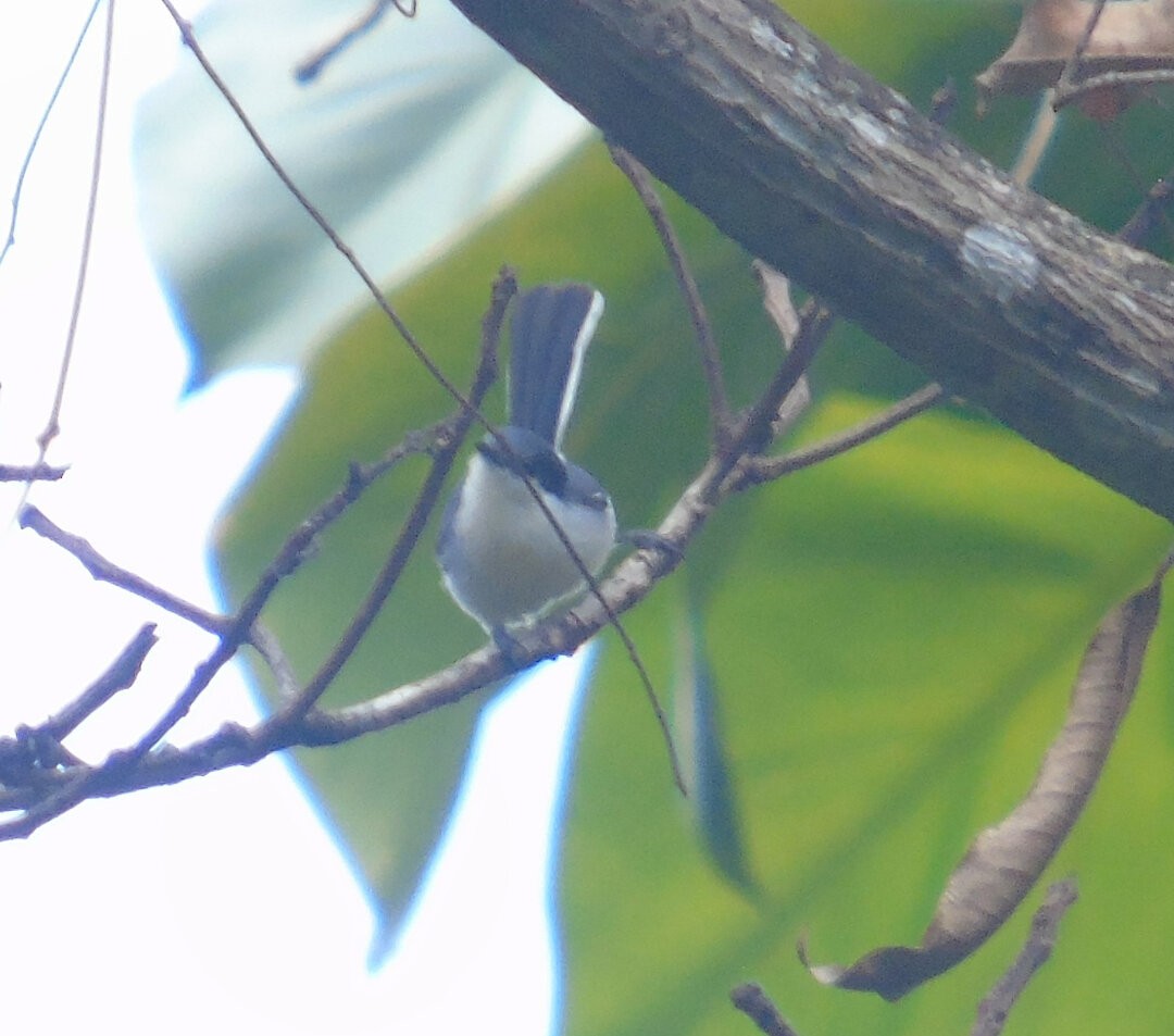Tropical Gnatcatcher (atricapilla) - ML642832240