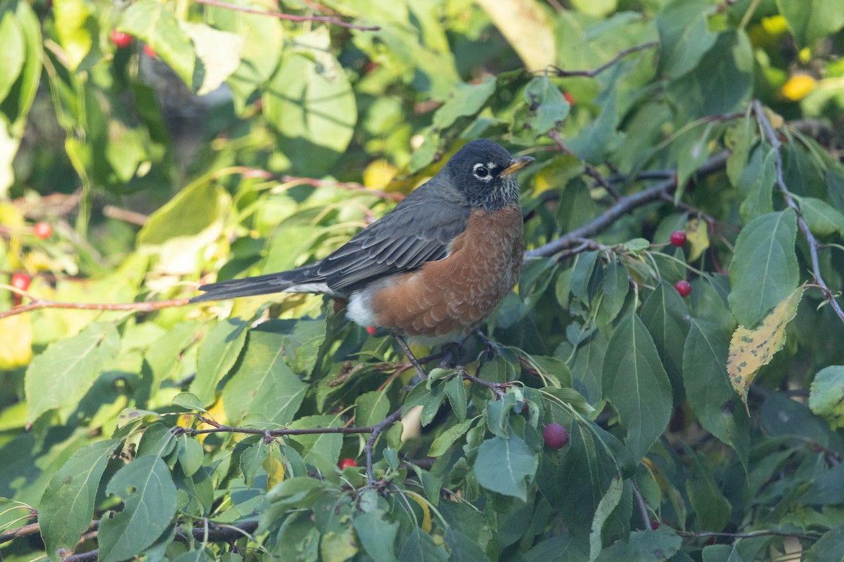 American Robin - ML642832242
