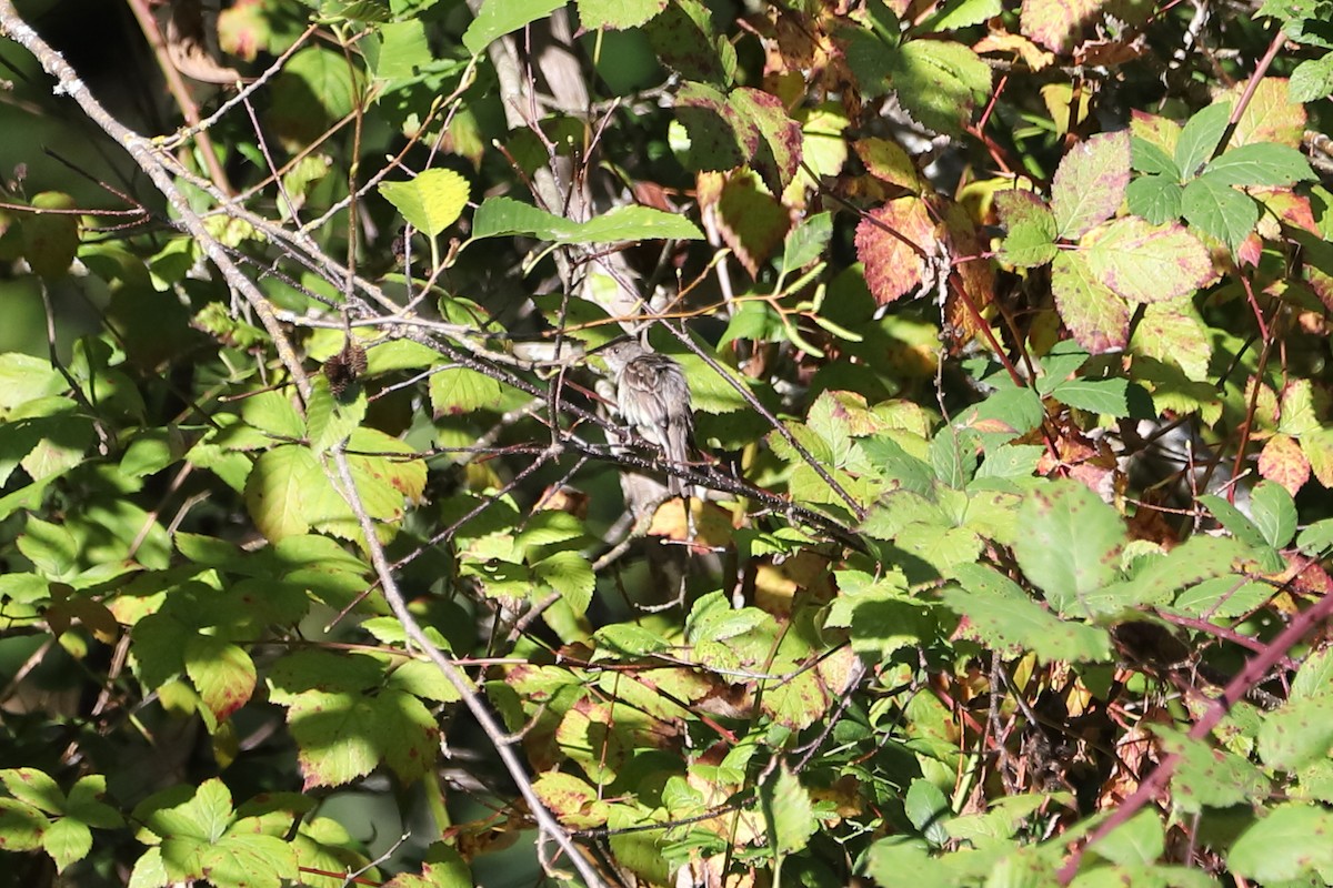 Empidonax sp. - ML642832245