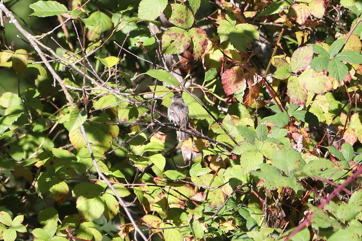 Empidonax sp. - ML642832246