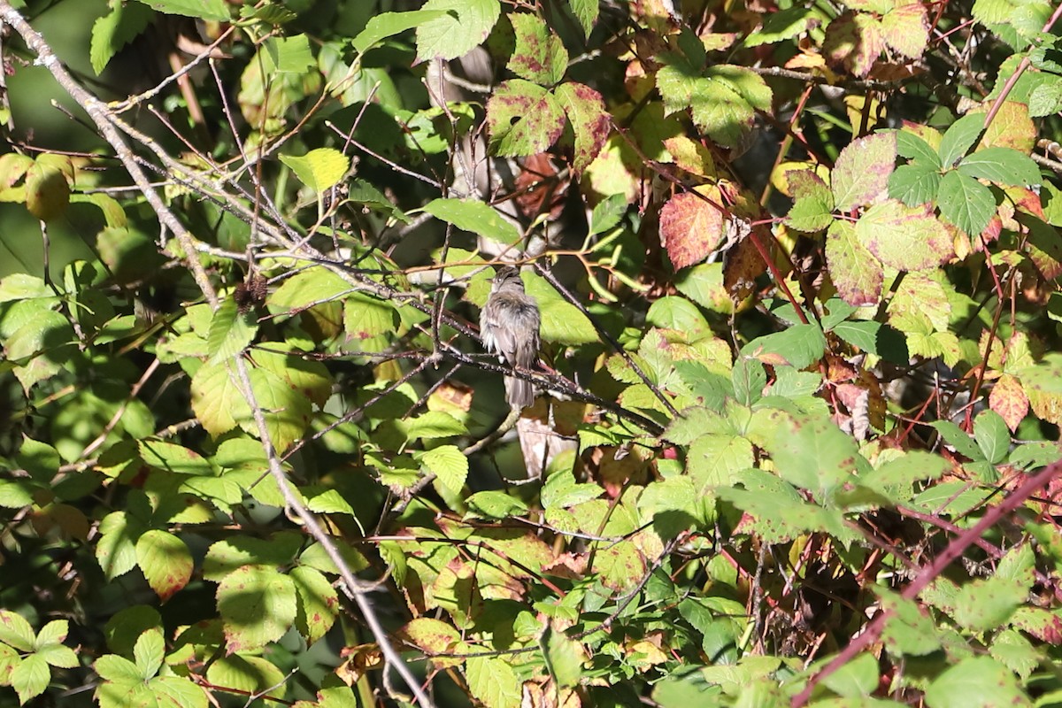 Empidonax sp. - ML642832247