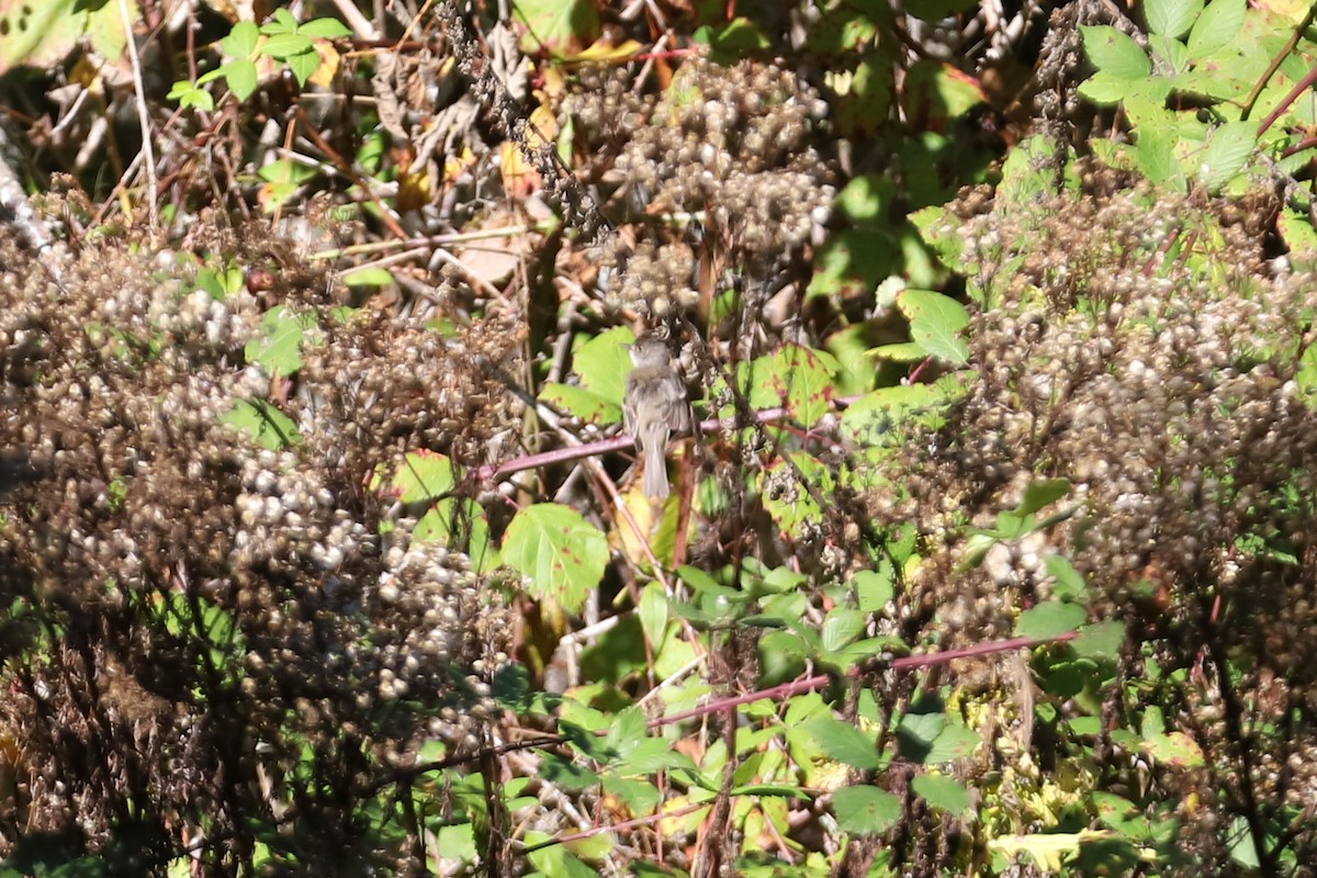 Empidonax sp. - ML642832248