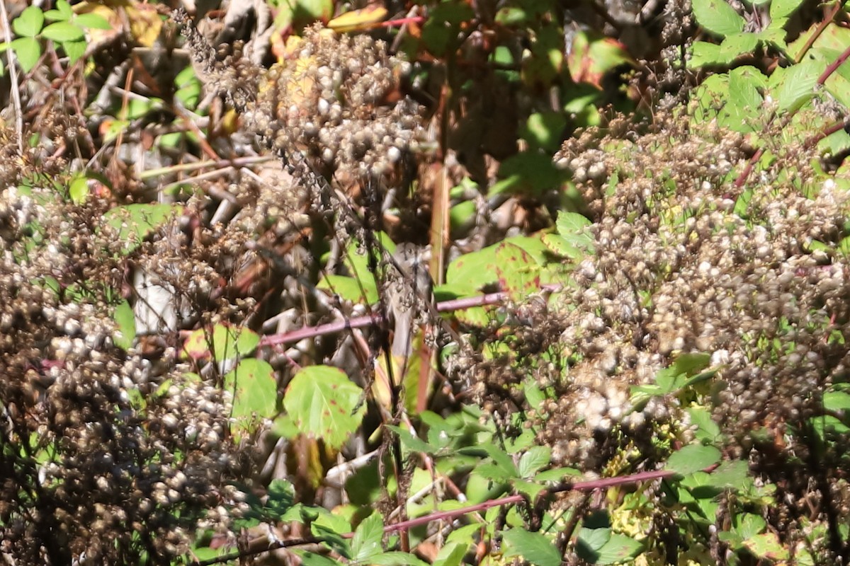 Empidonax sp. - ML642832249