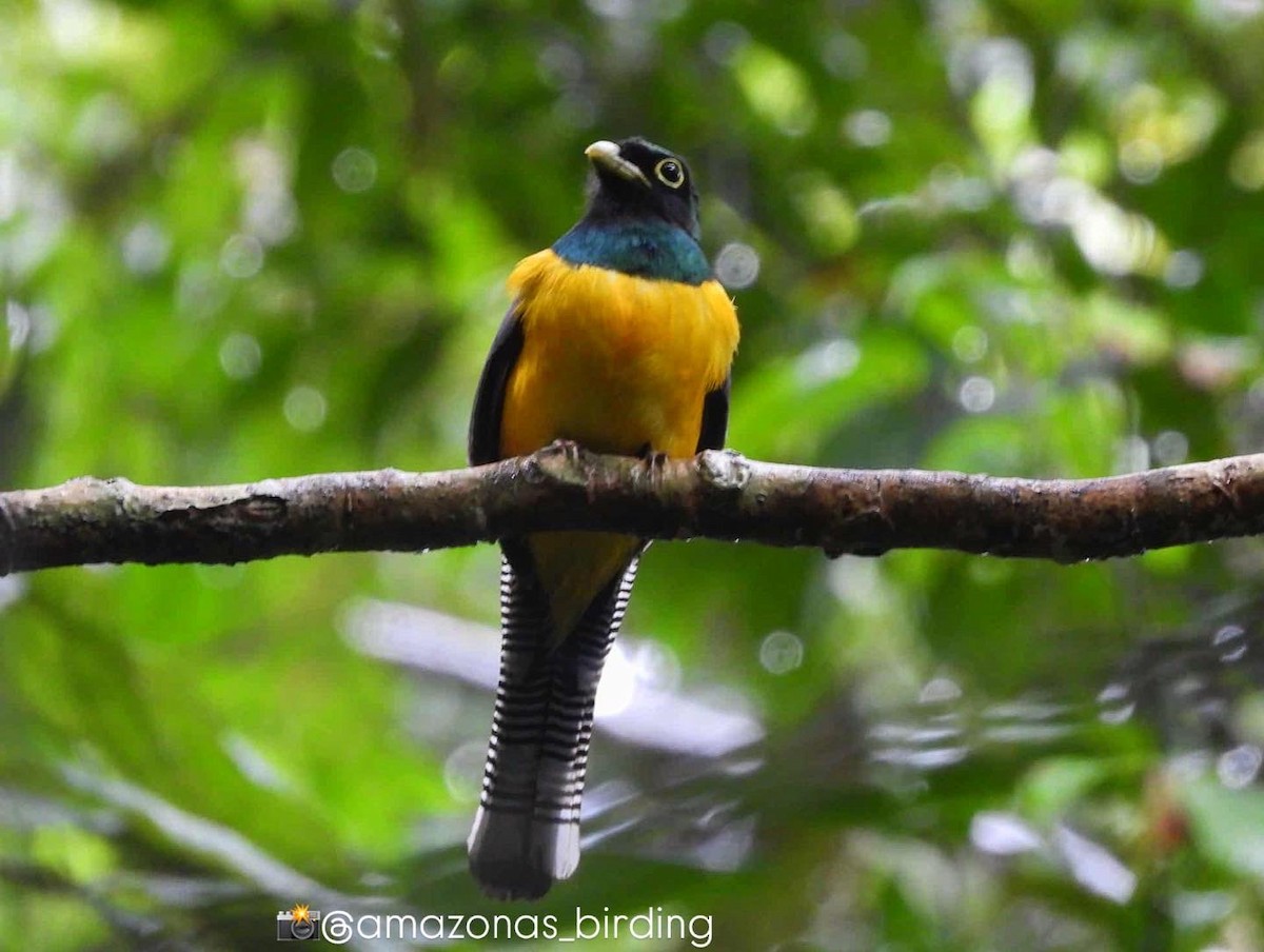 Amazonian Black-throated Trogon - ML642832254