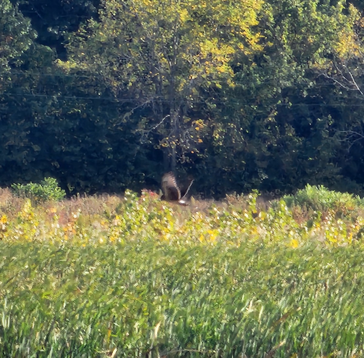 Northern Harrier - ML642832257