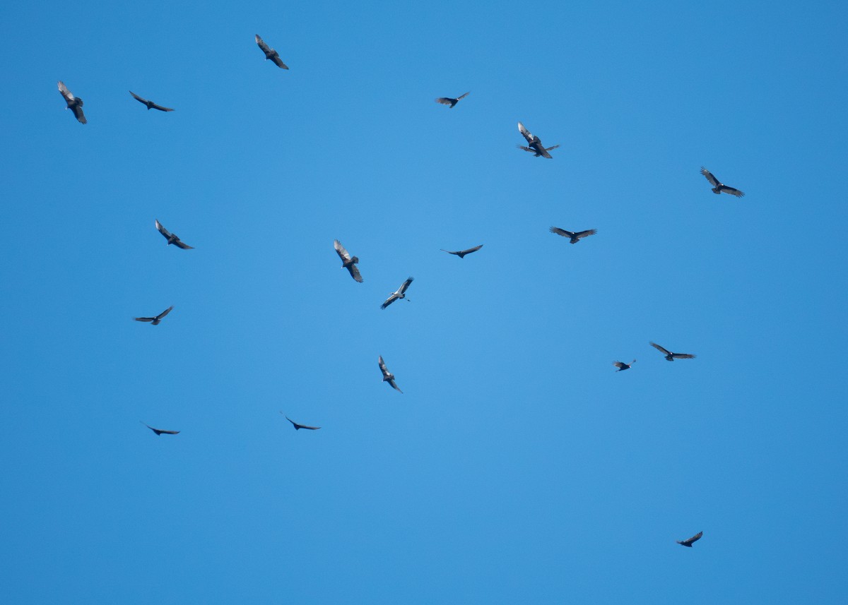Turkey Vulture - ML642832277