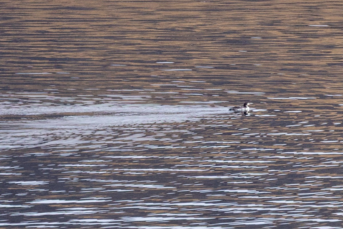 Common Loon - ML642832279