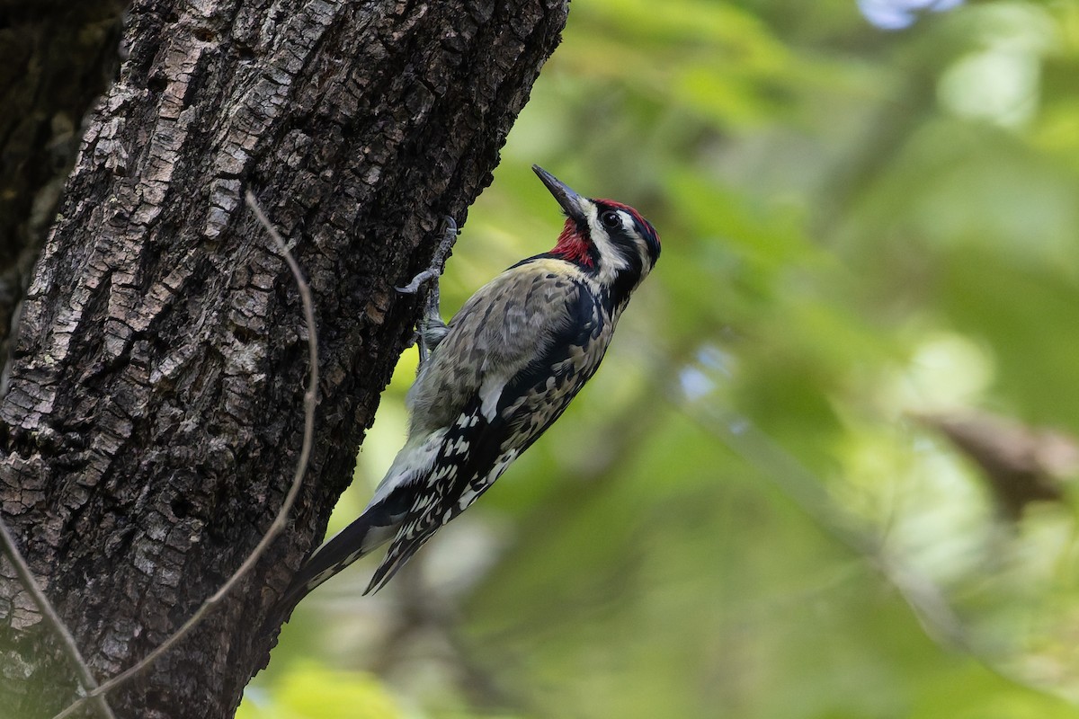 Yellow-bellied Sapsucker - ML642832280