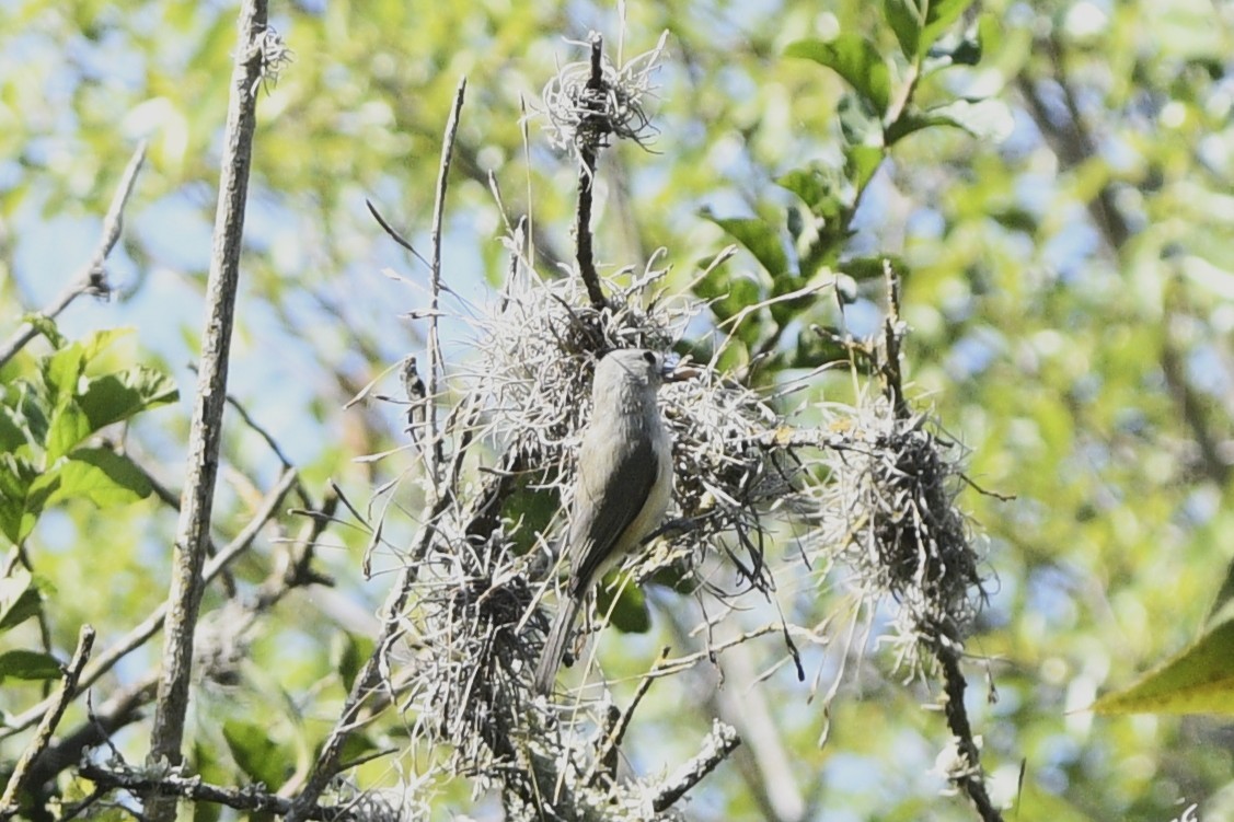 Black-crested Titmouse - ML642832282