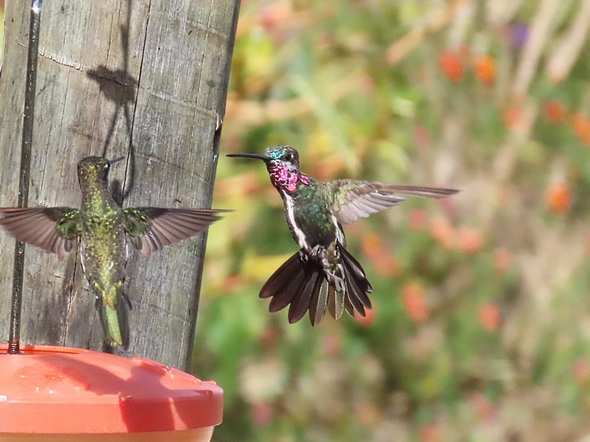 Stripe-breasted Starthroat - ML642832287