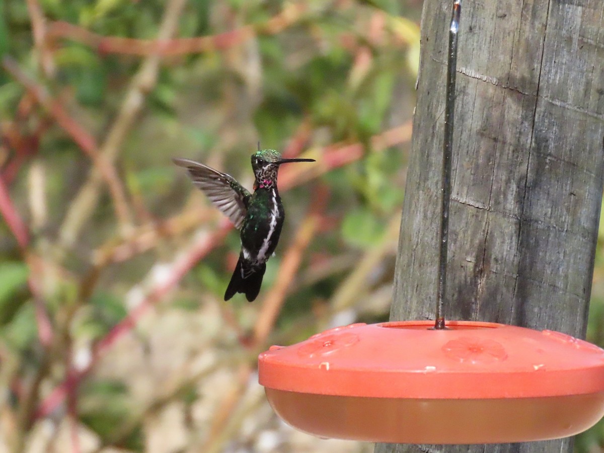 Stripe-breasted Starthroat - ML642832289