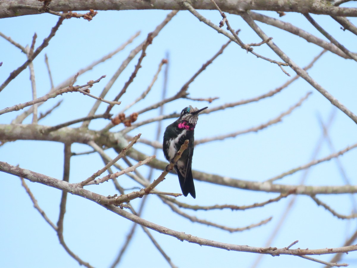 Stripe-breasted Starthroat - ML642832291