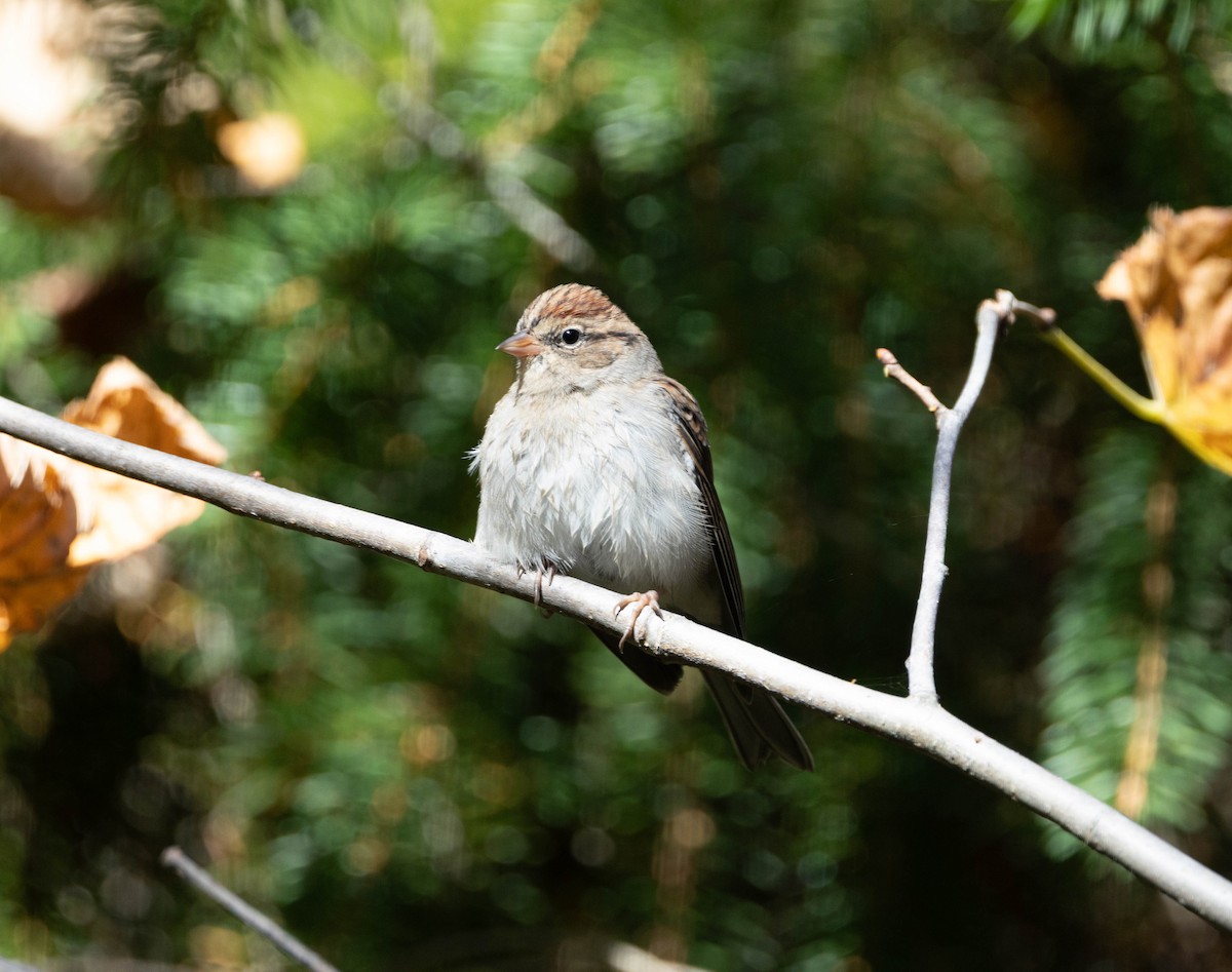 Chipping Sparrow - ML642832306