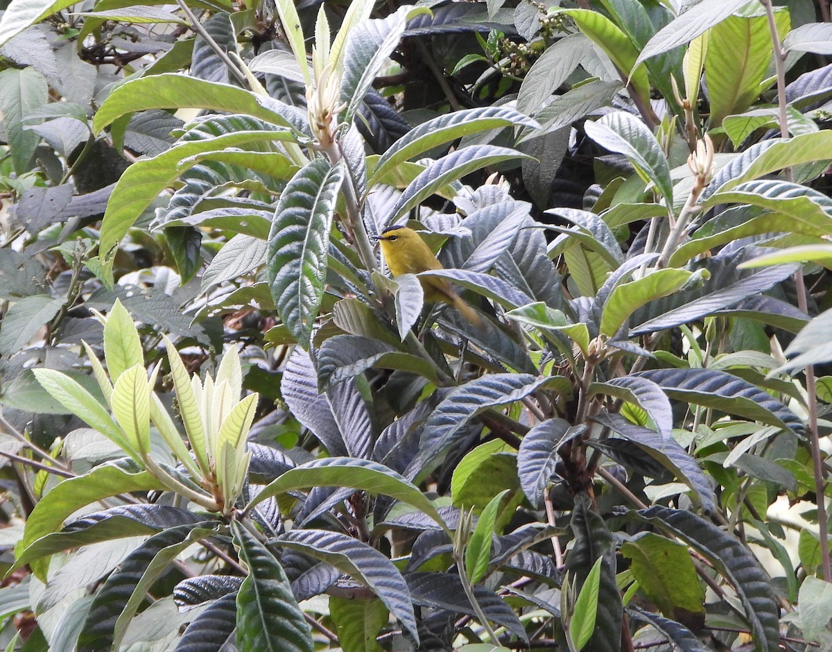 Black-crested Warbler - ML642832312