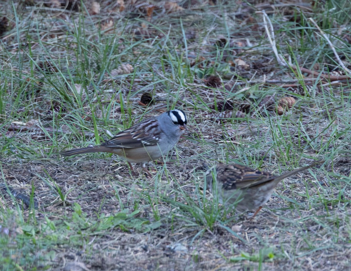 White-crowned Sparrow - ML642832325