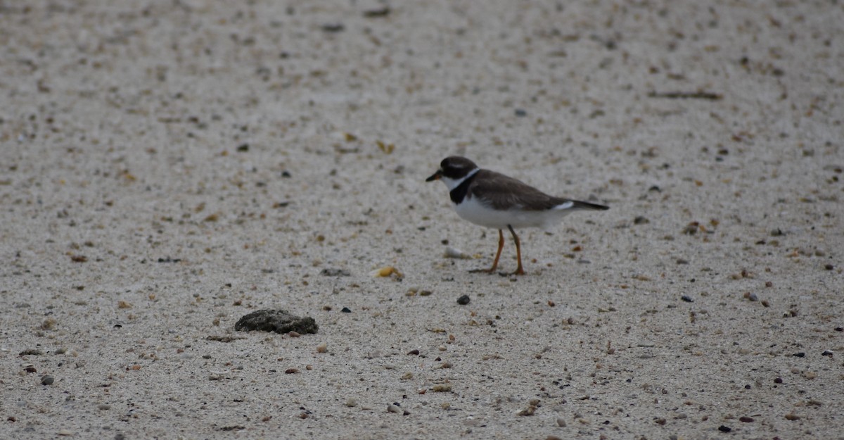 Semipalmated Plover - ML642832328