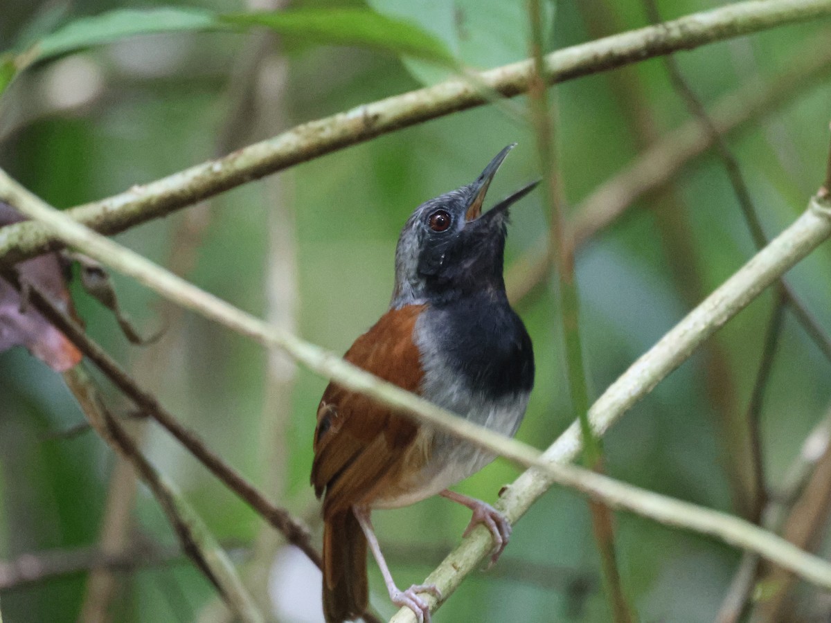 White-bellied Antbird - ML642832331