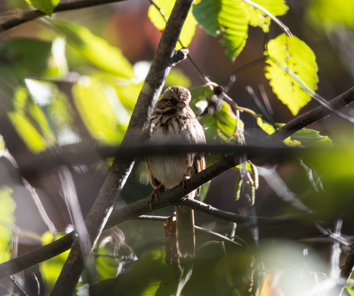 Song Sparrow - ML642832353