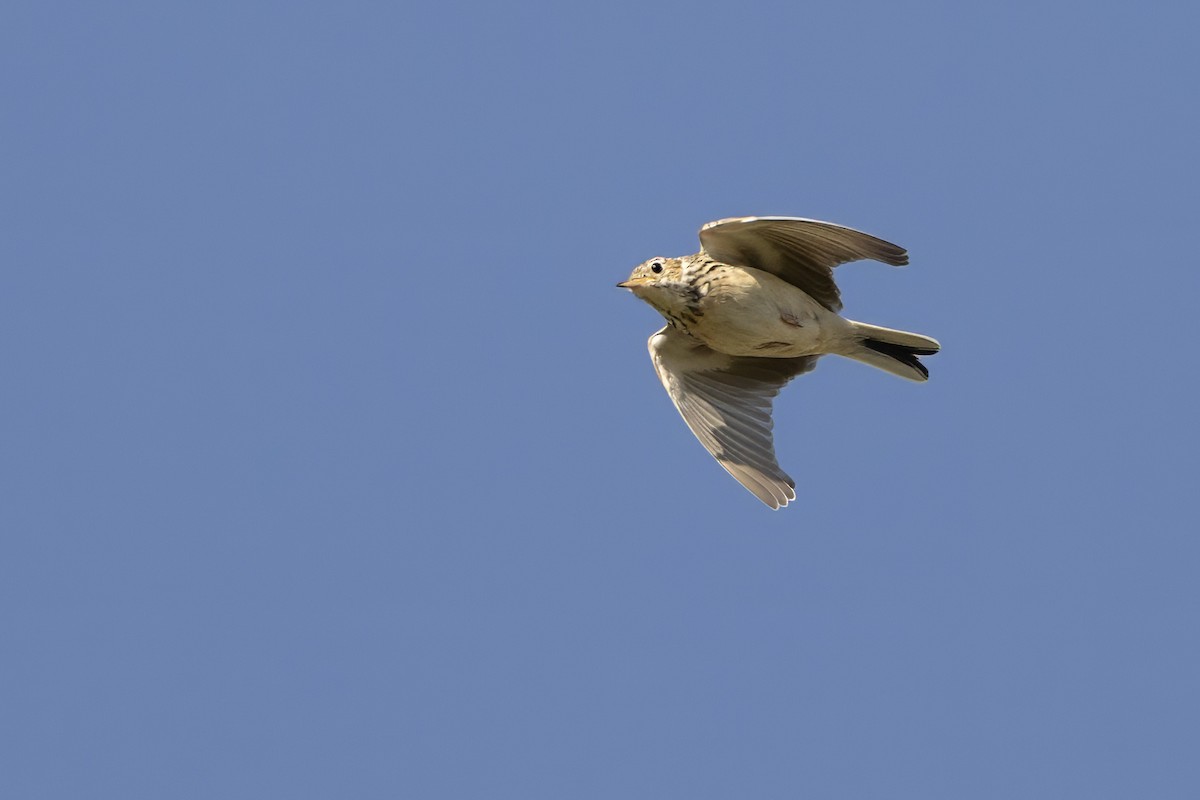 Pipit de Sprague - ML642832360