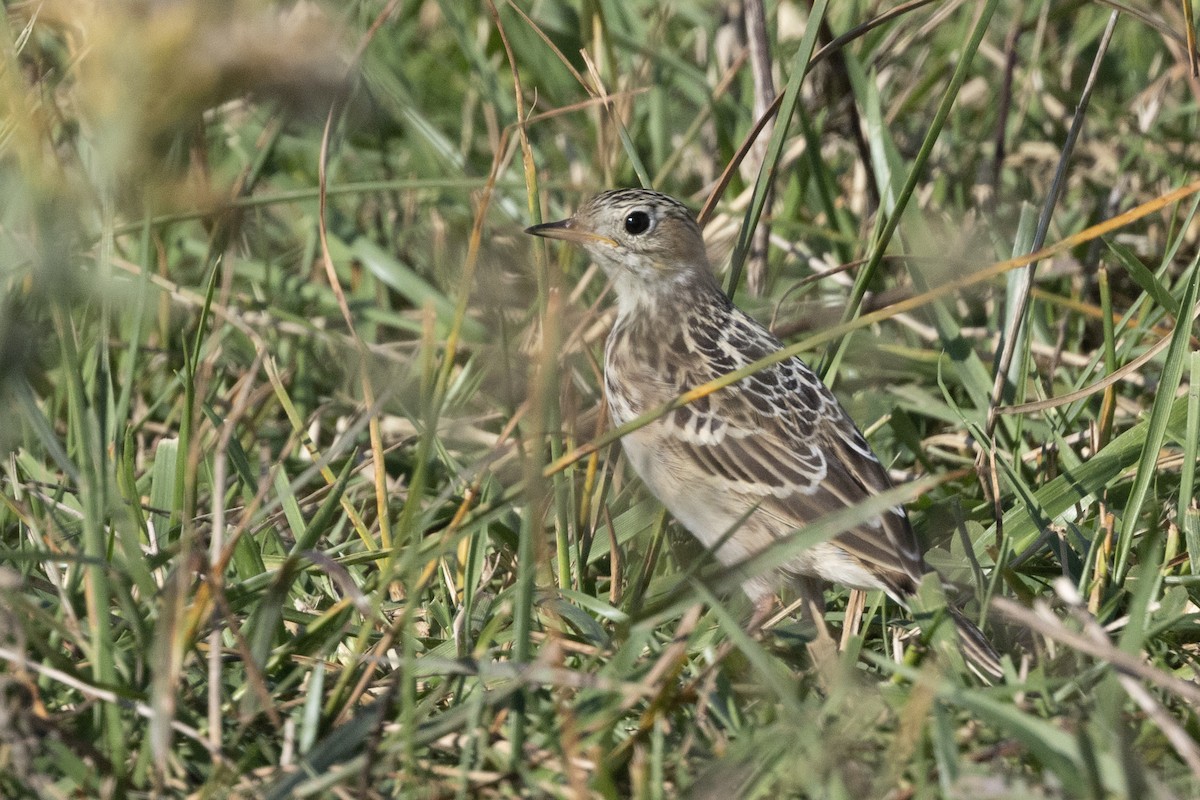 Pipit de Sprague - ML642832361