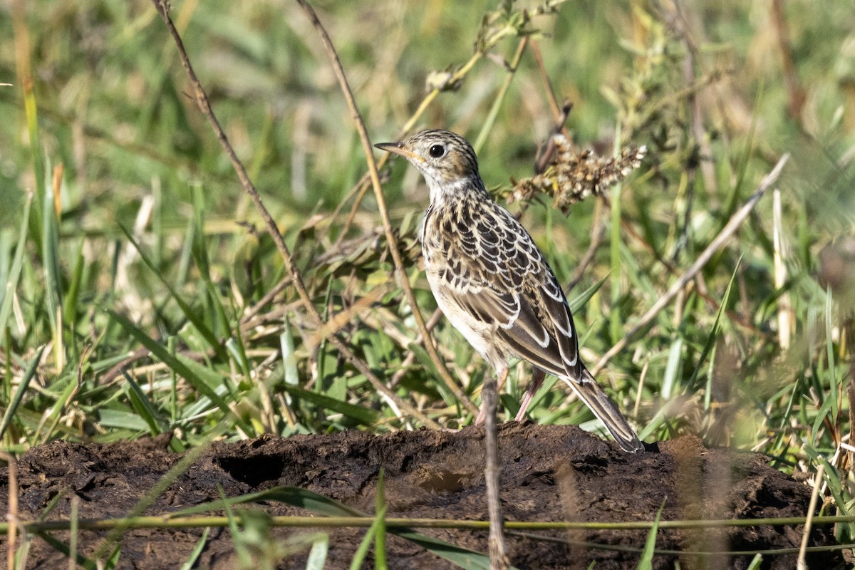 Pipit de Sprague - ML642832362