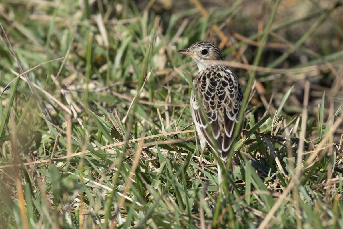 Pipit de Sprague - ML642832363