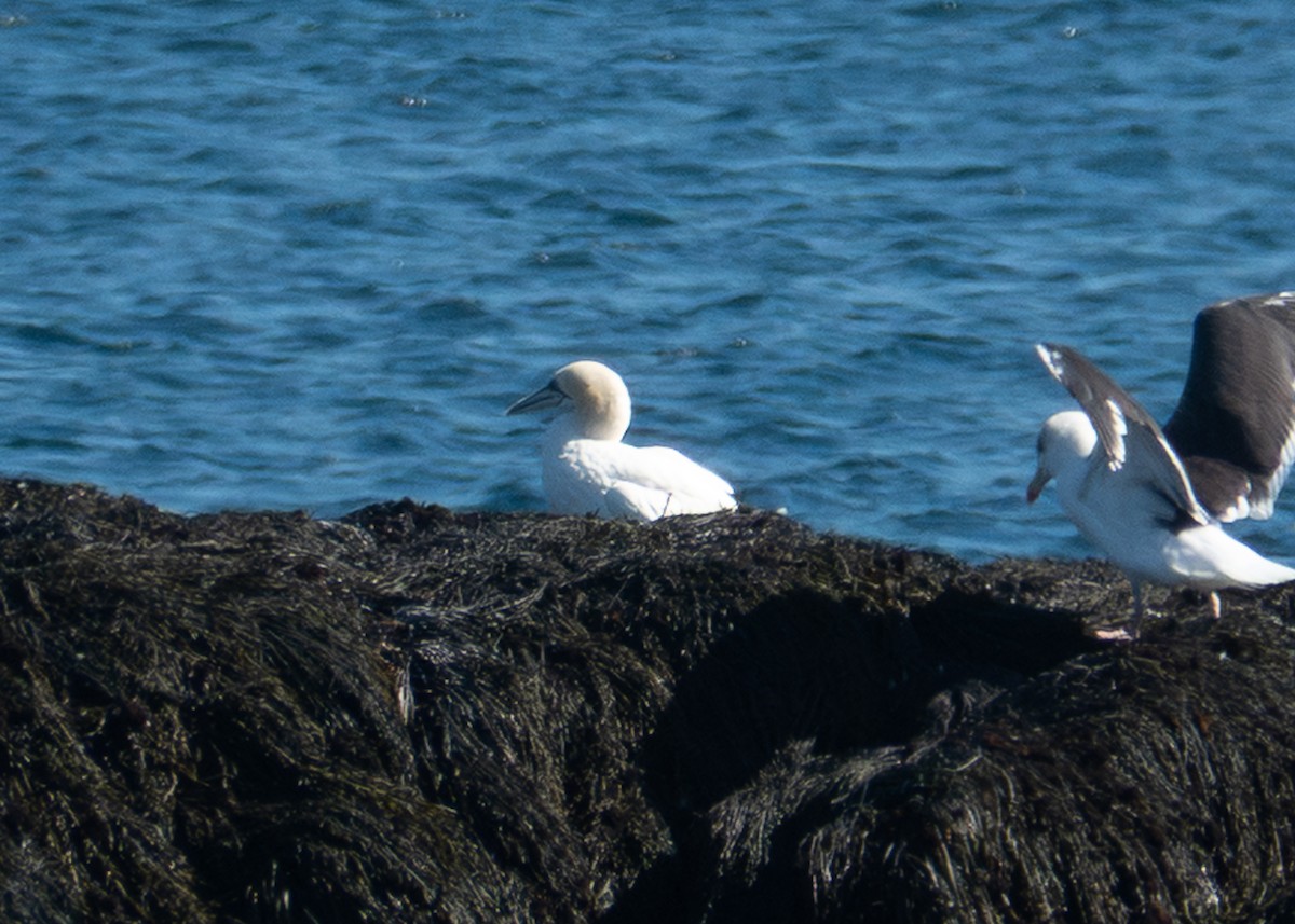 Northern Gannet - ML642832368
