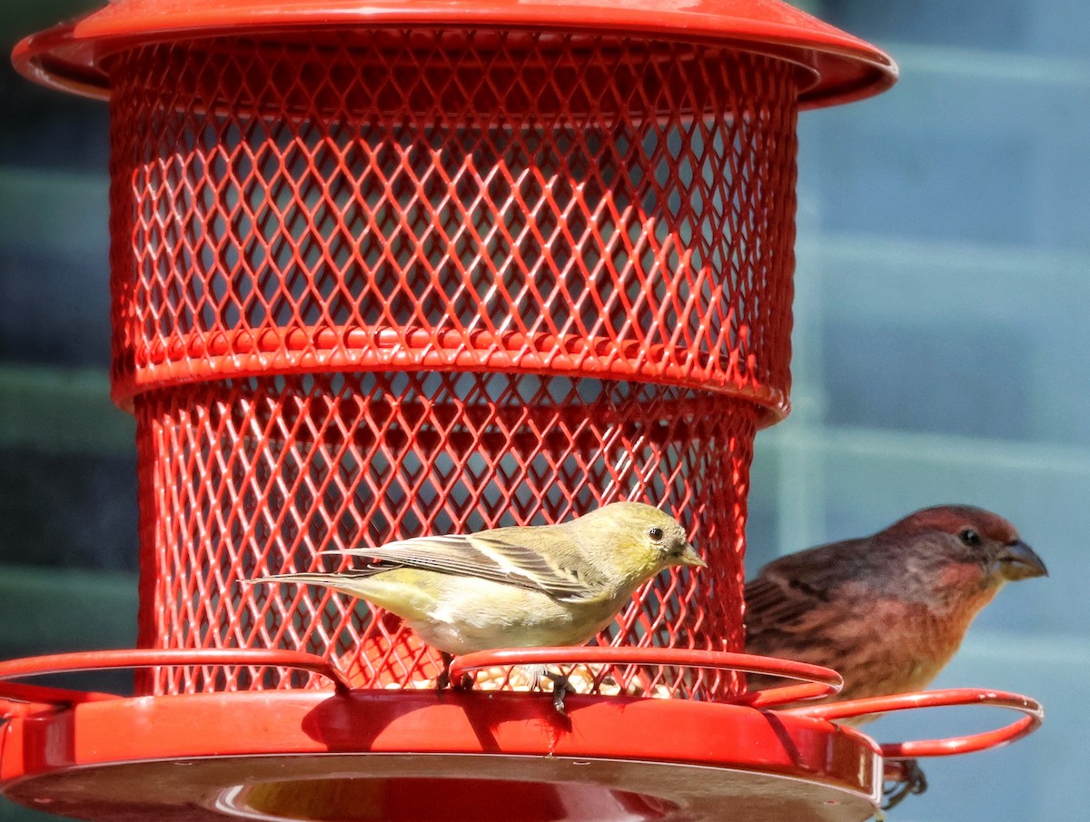 Lesser Goldfinch - ML642832370