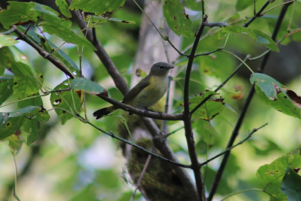 American Redstart - ML642832375