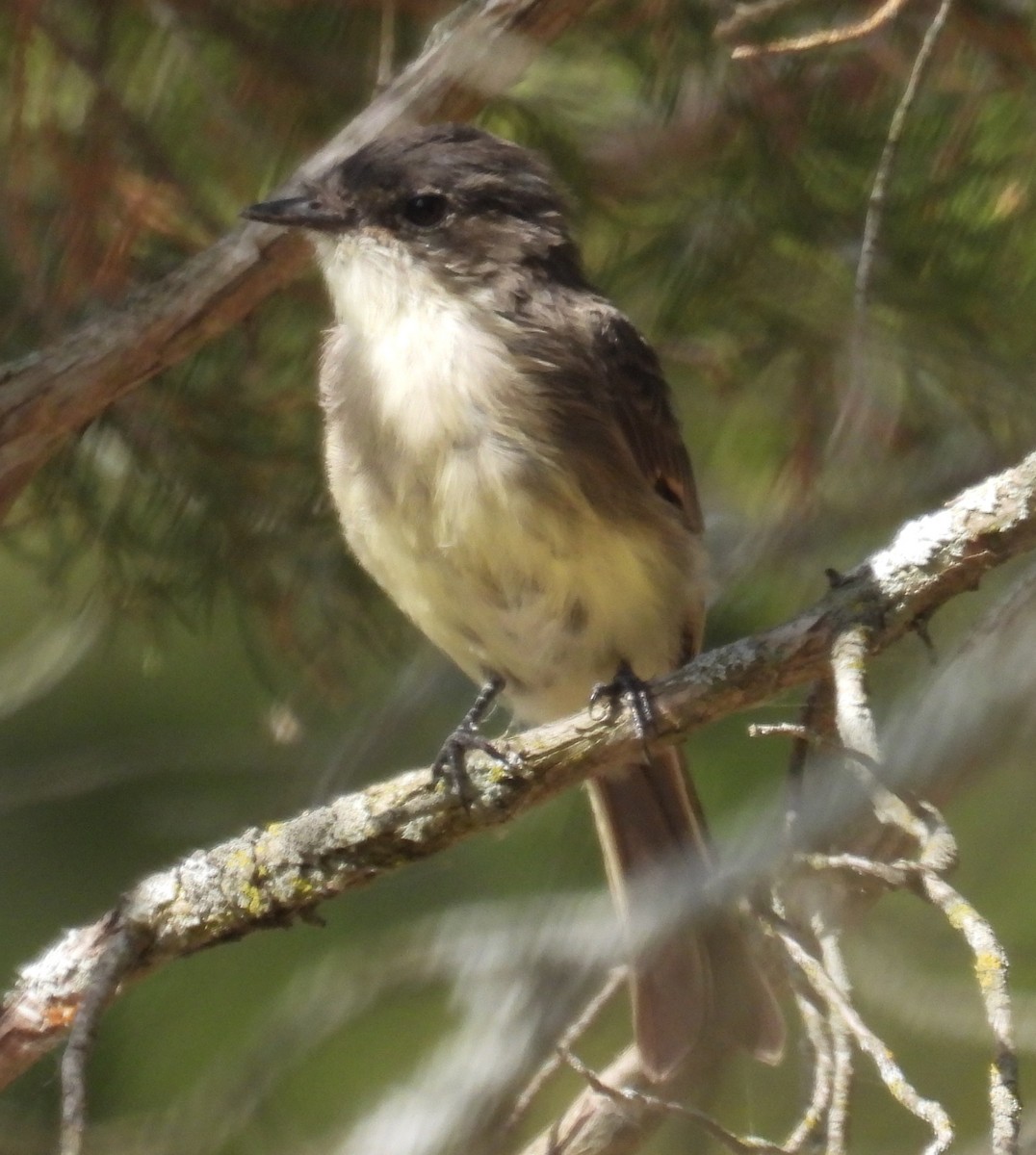 Eastern Phoebe - ML642832382