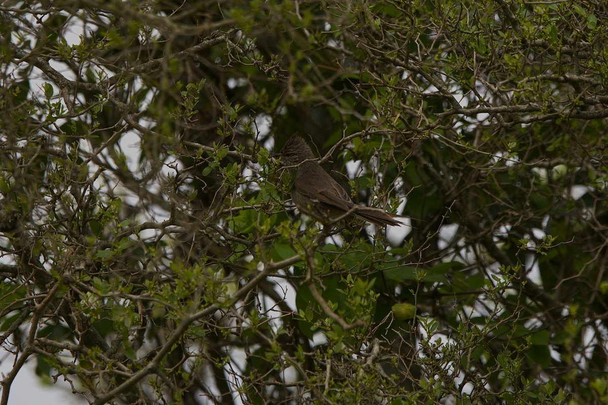 Tufted Tit-Spinetail - ML642832392