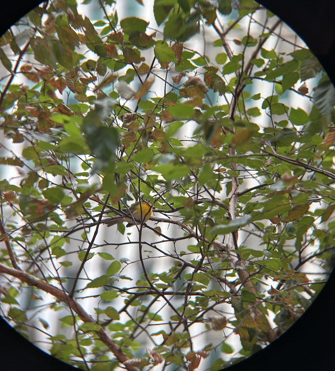 Yellow-breasted Chat - ML642832395