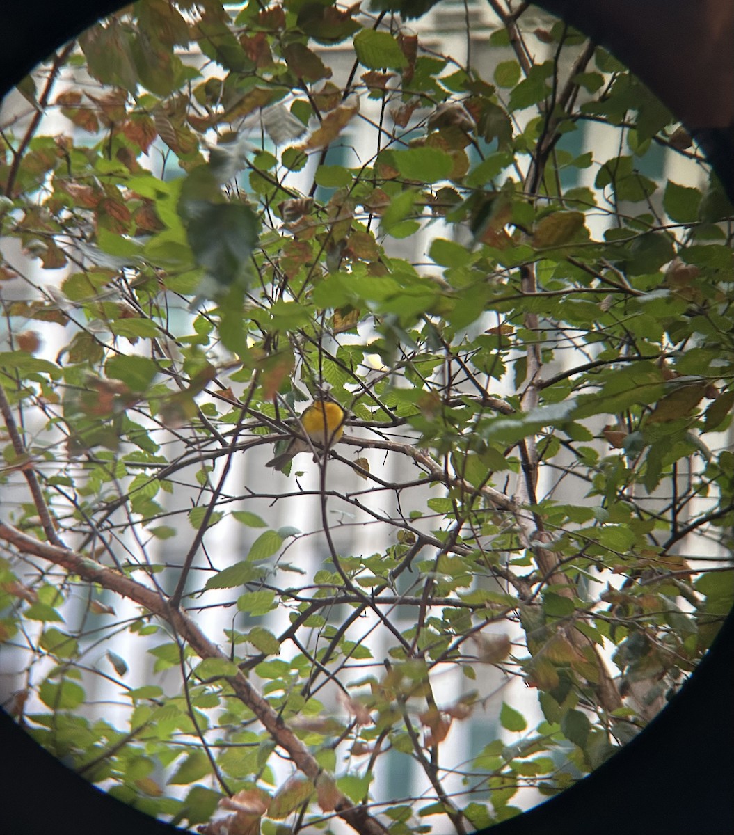 Yellow-breasted Chat - ML642832396