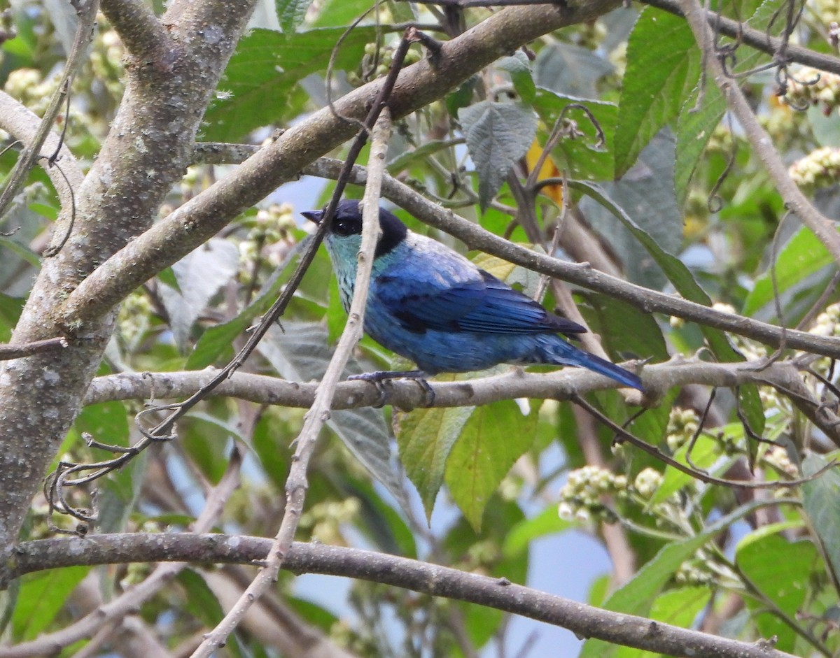 Black-capped Tanager - ML642832404