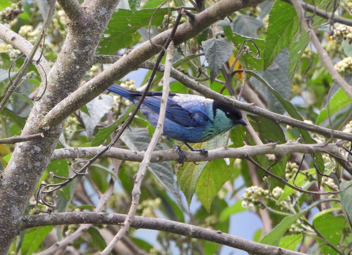 Black-capped Tanager - ML642832405