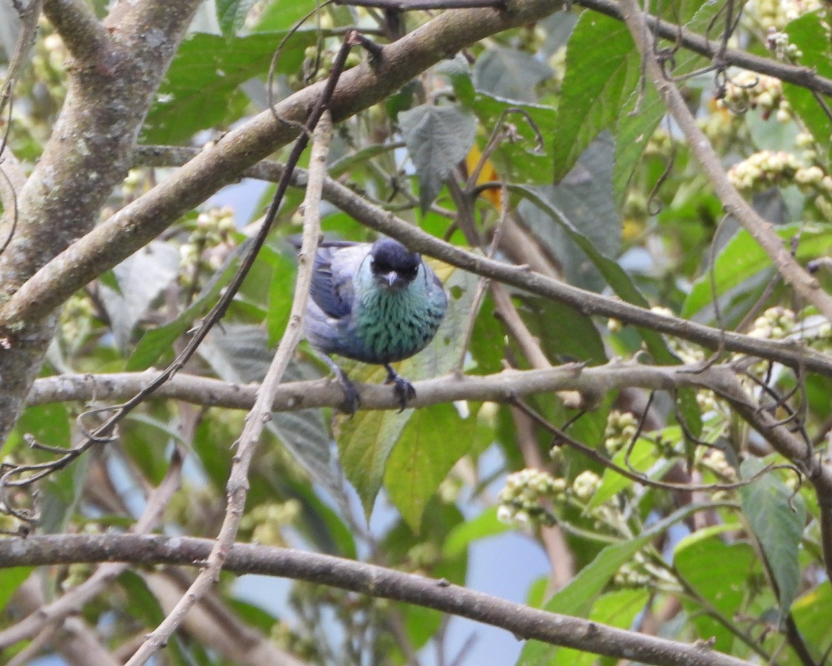 Black-capped Tanager - ML642832406