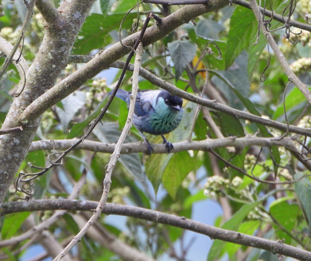 Black-capped Tanager - ML642832407