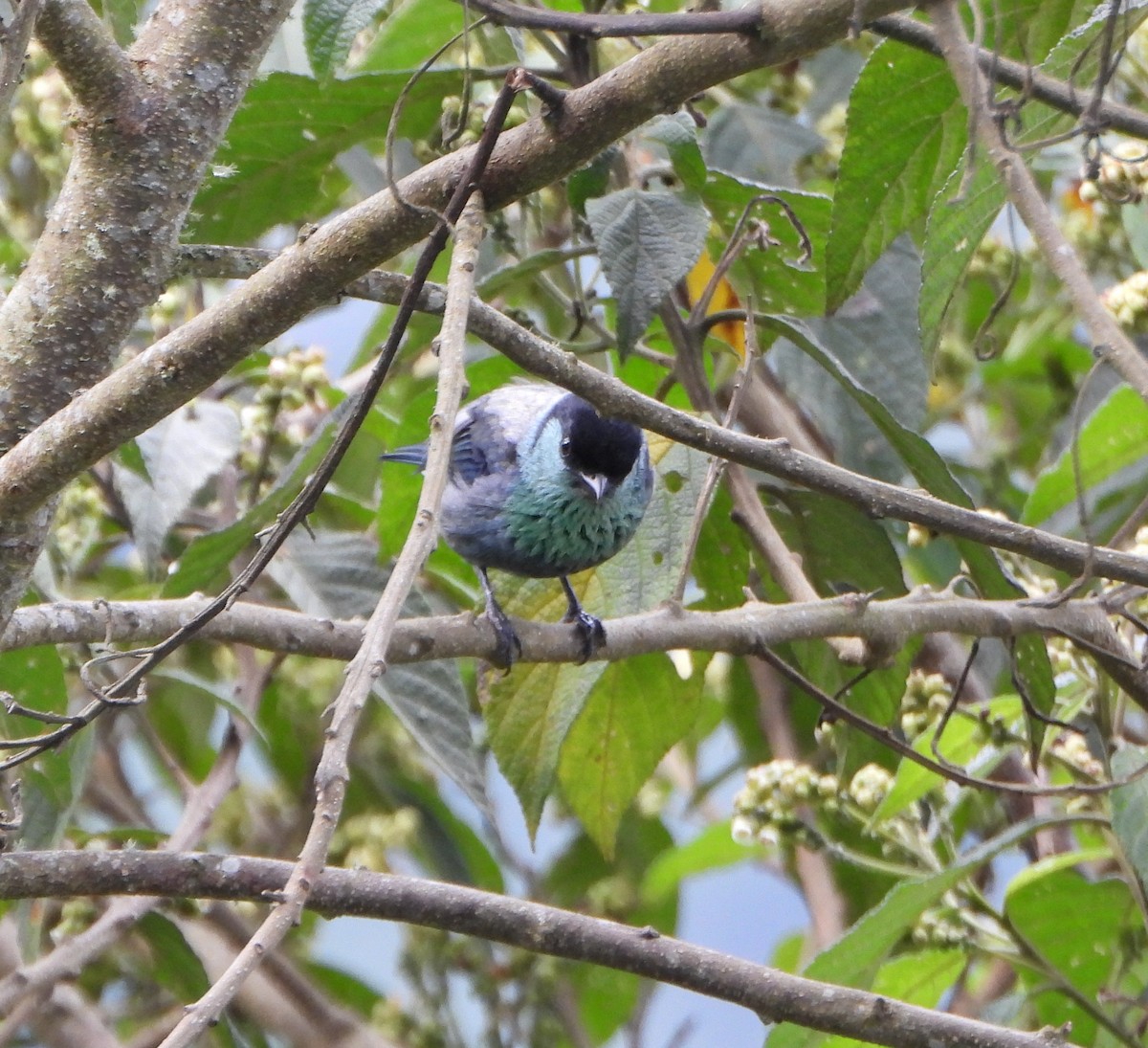 Black-capped Tanager - ML642832408