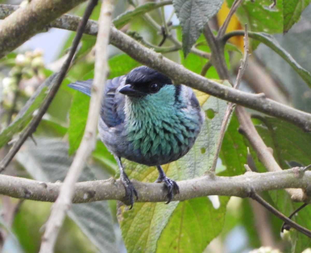 Black-capped Tanager - ML642832409